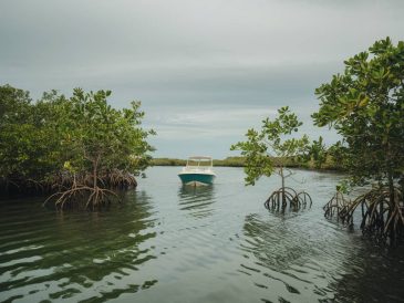 passeios de barco em mangue seco: um refúgio de tranquilidade na bahia