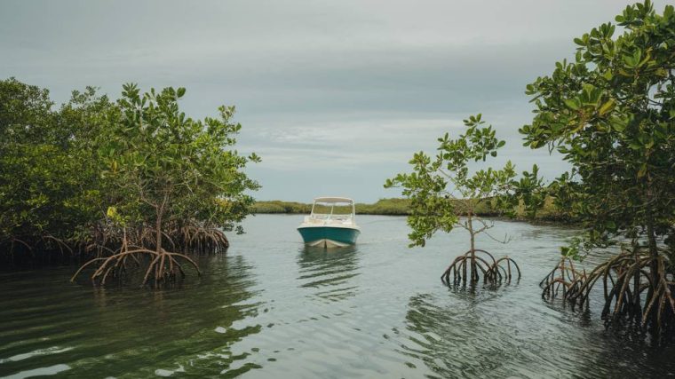 passeios de barco em mangue seco: um refúgio de tranquilidade na bahia